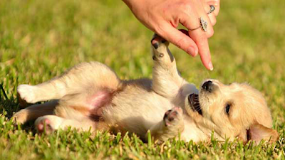 East Hills Veterinary Clinic